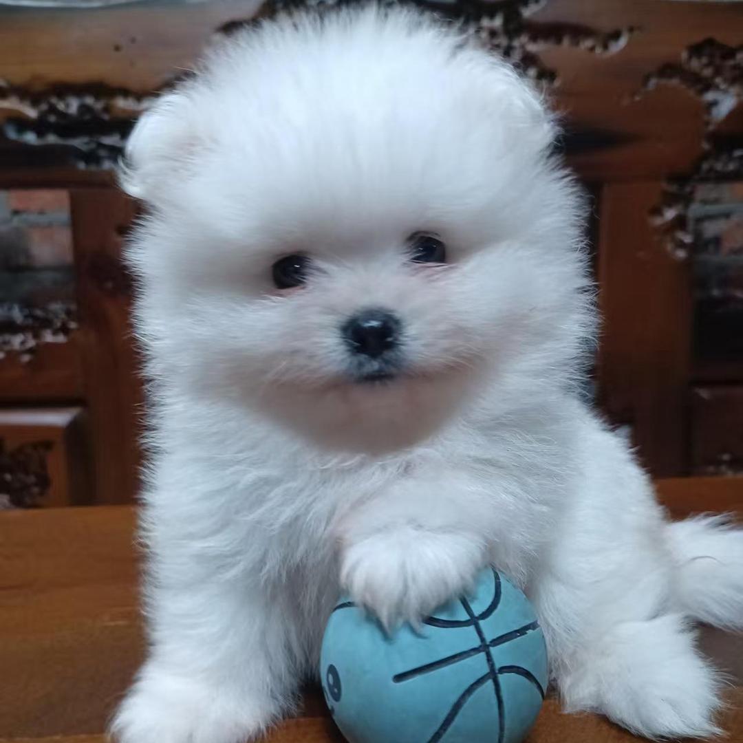 宠犬兄弟