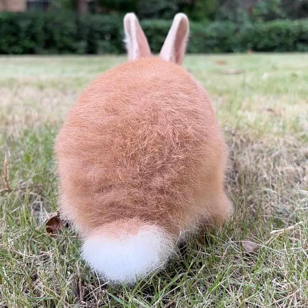 兔兔牙