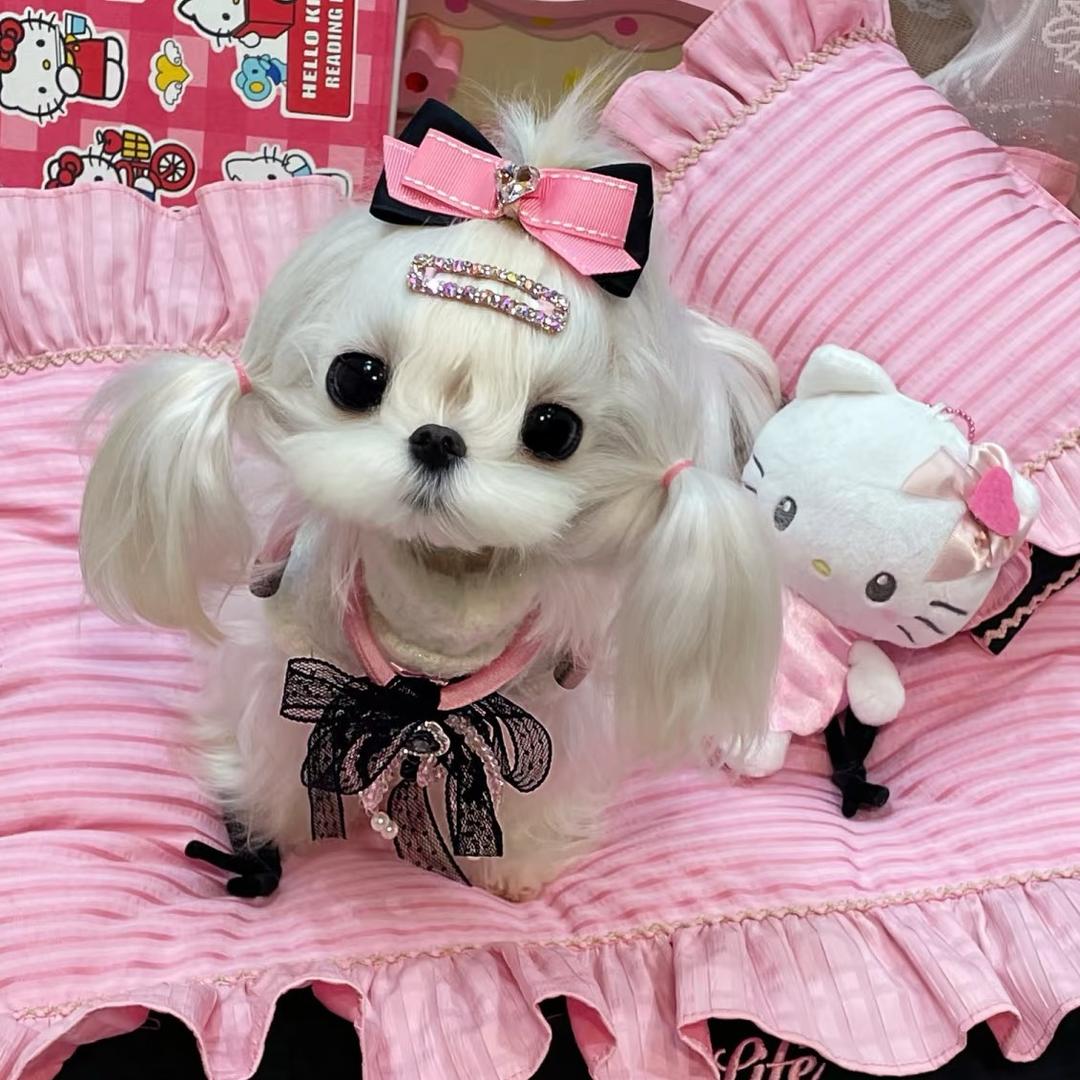 憨憨的毛孩子们｜