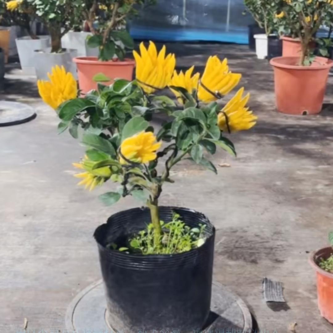 月色。潇湘