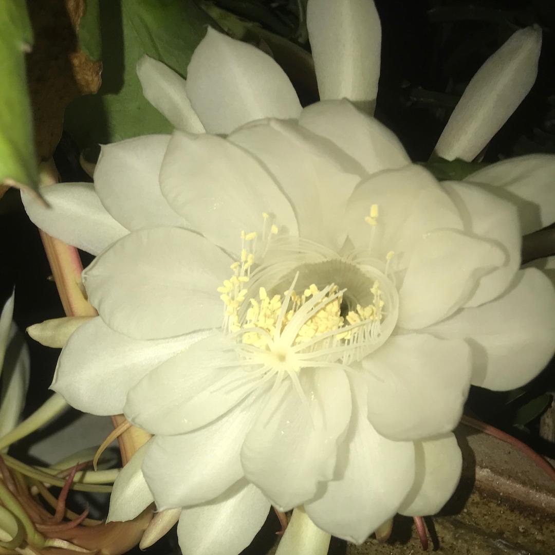 木木