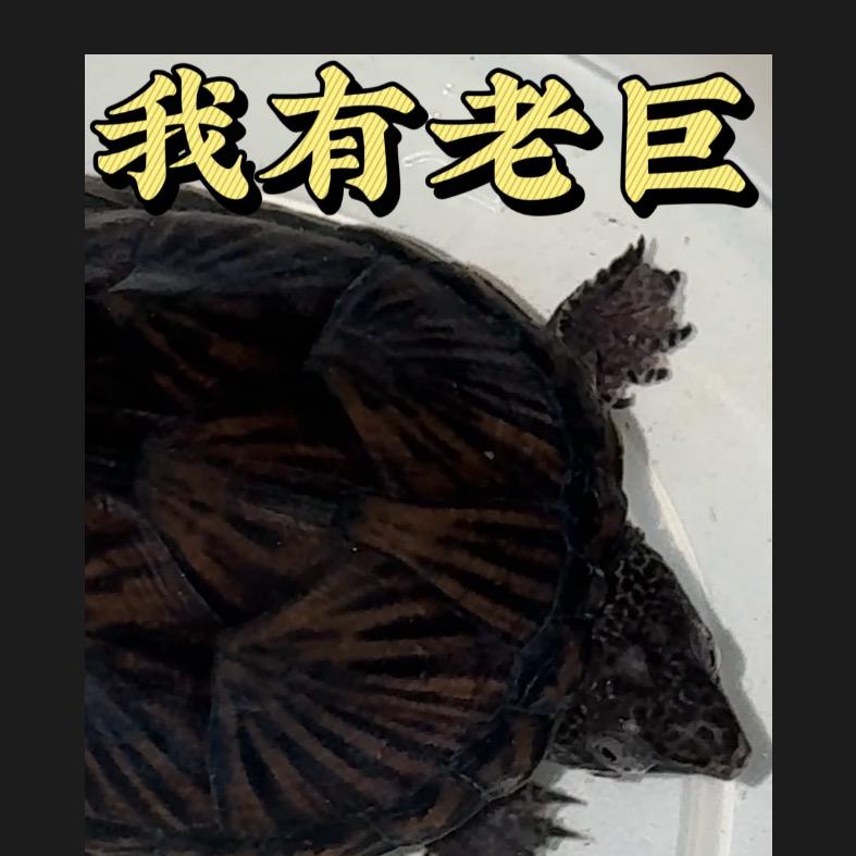 我有老巨