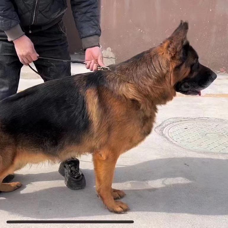 巴中市鑫达犬业