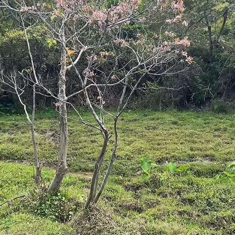 栀子绿植