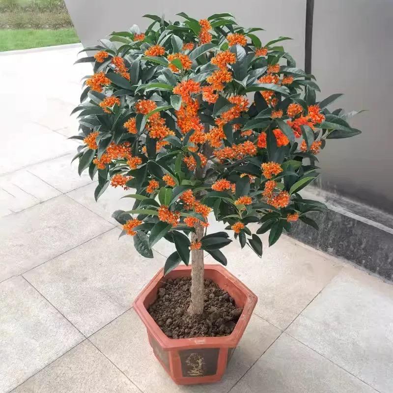 小榆桂花基地园林