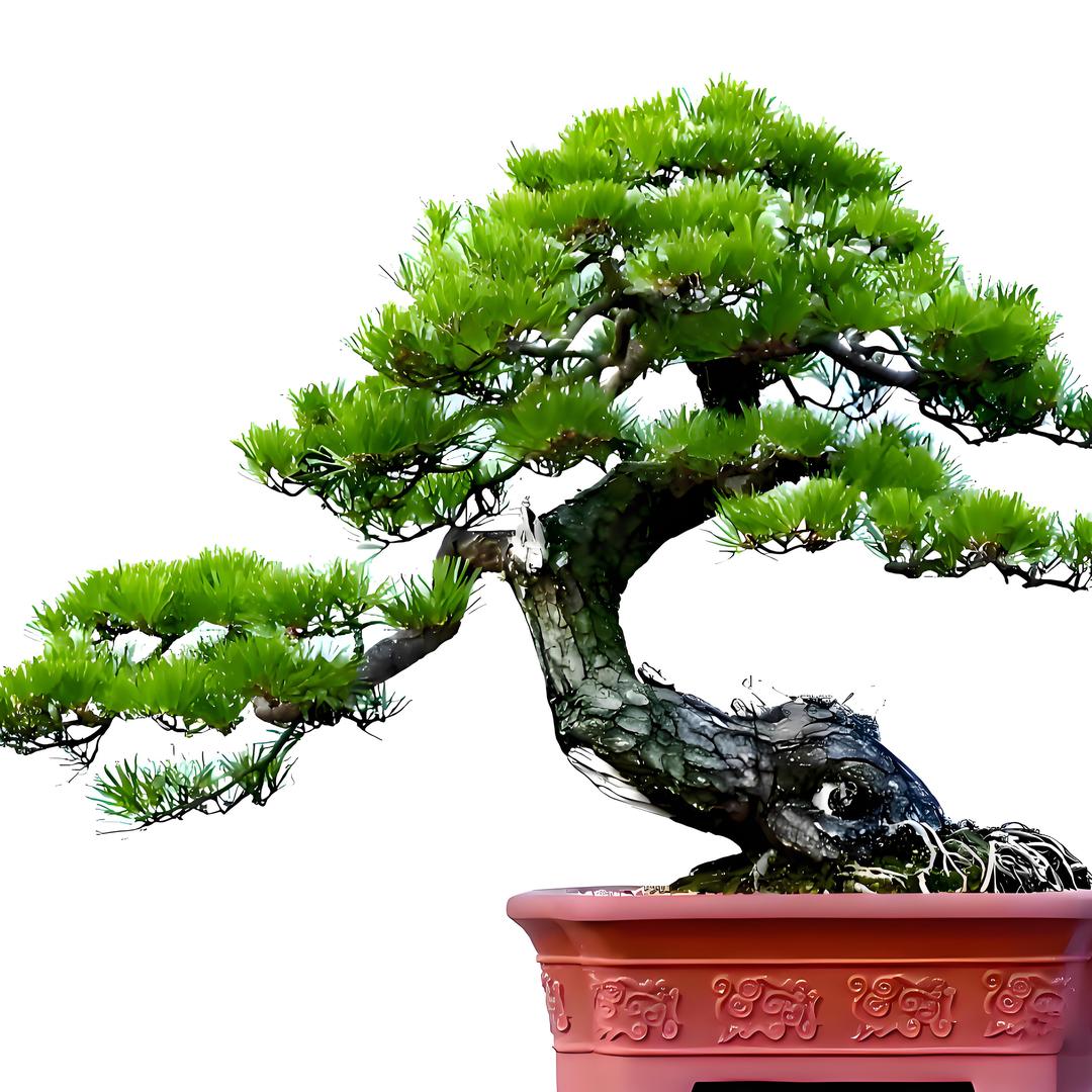 夏雪黄杨景观树