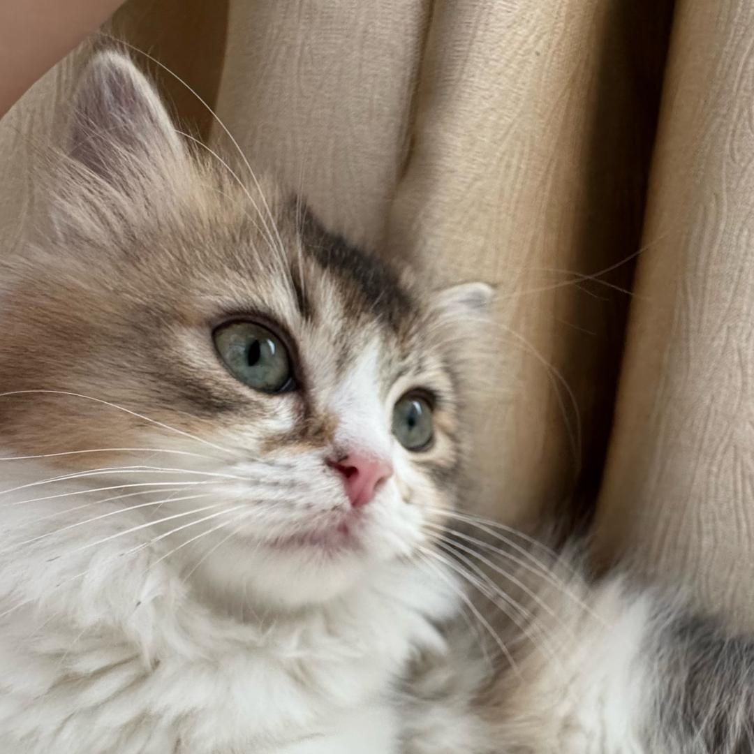 多乐是只拿破仑