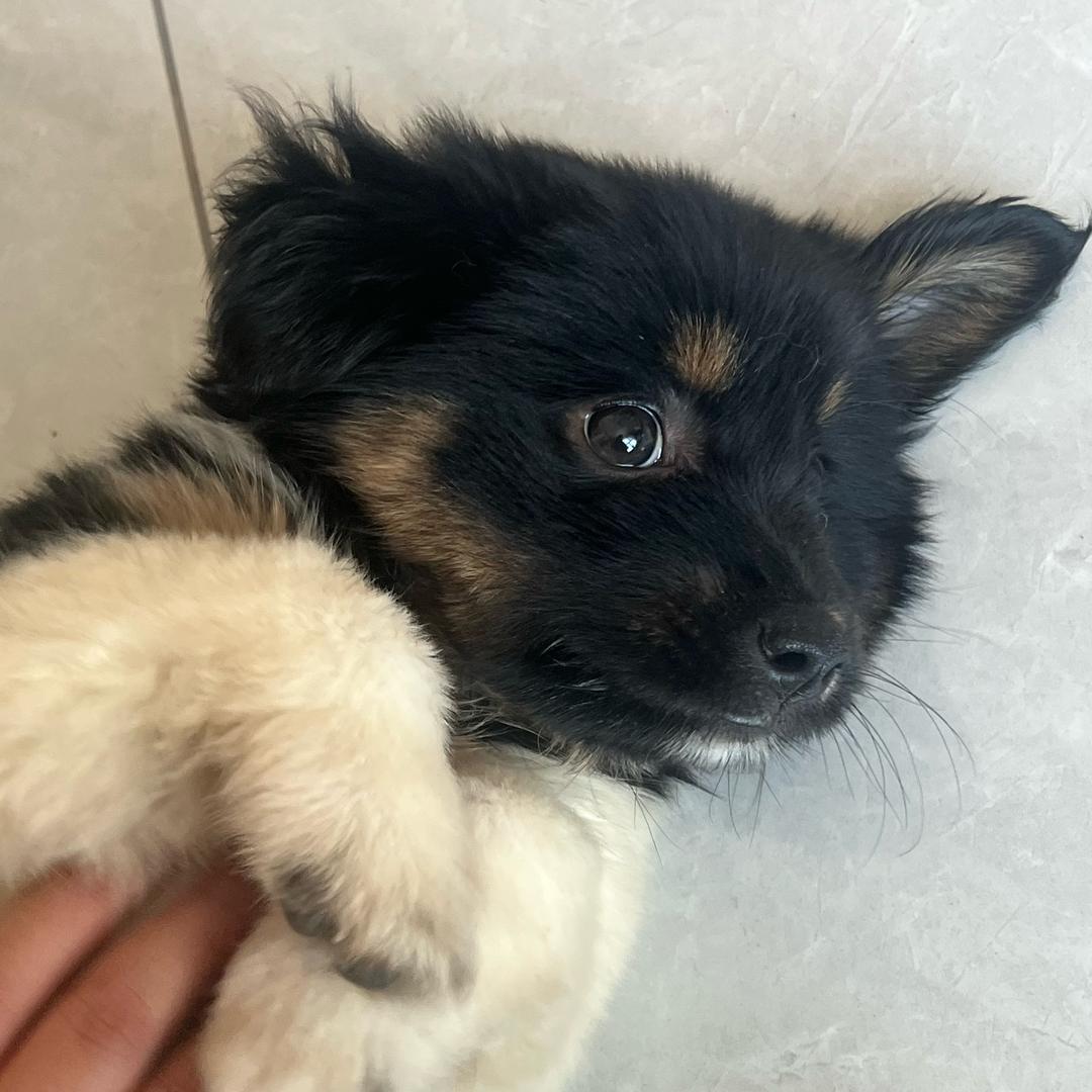 看风景的贝贝🐶