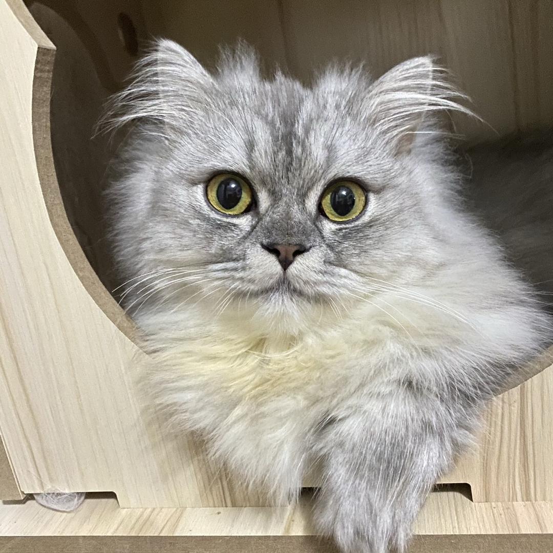 大胆