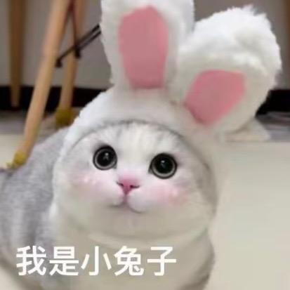 麻辣兔🐰
