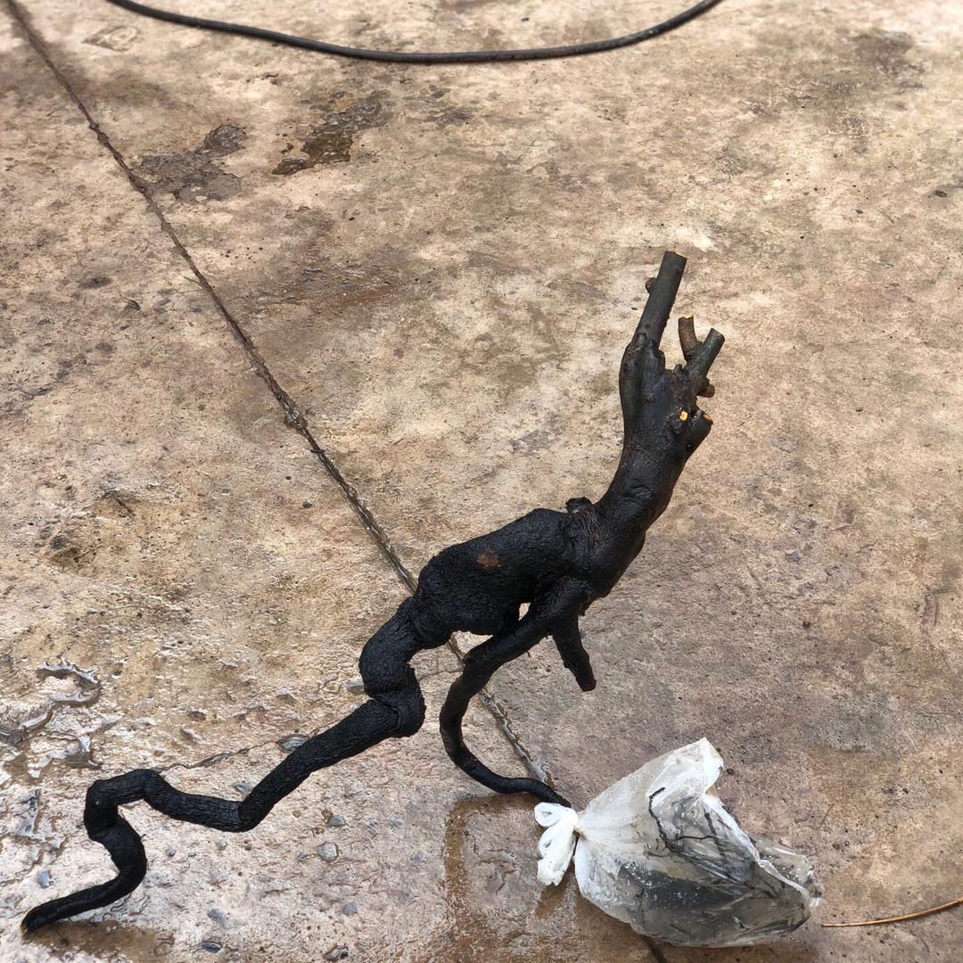 老刘金弹子爱玩