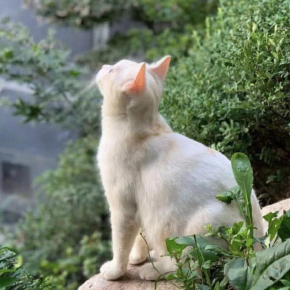 你的温柔