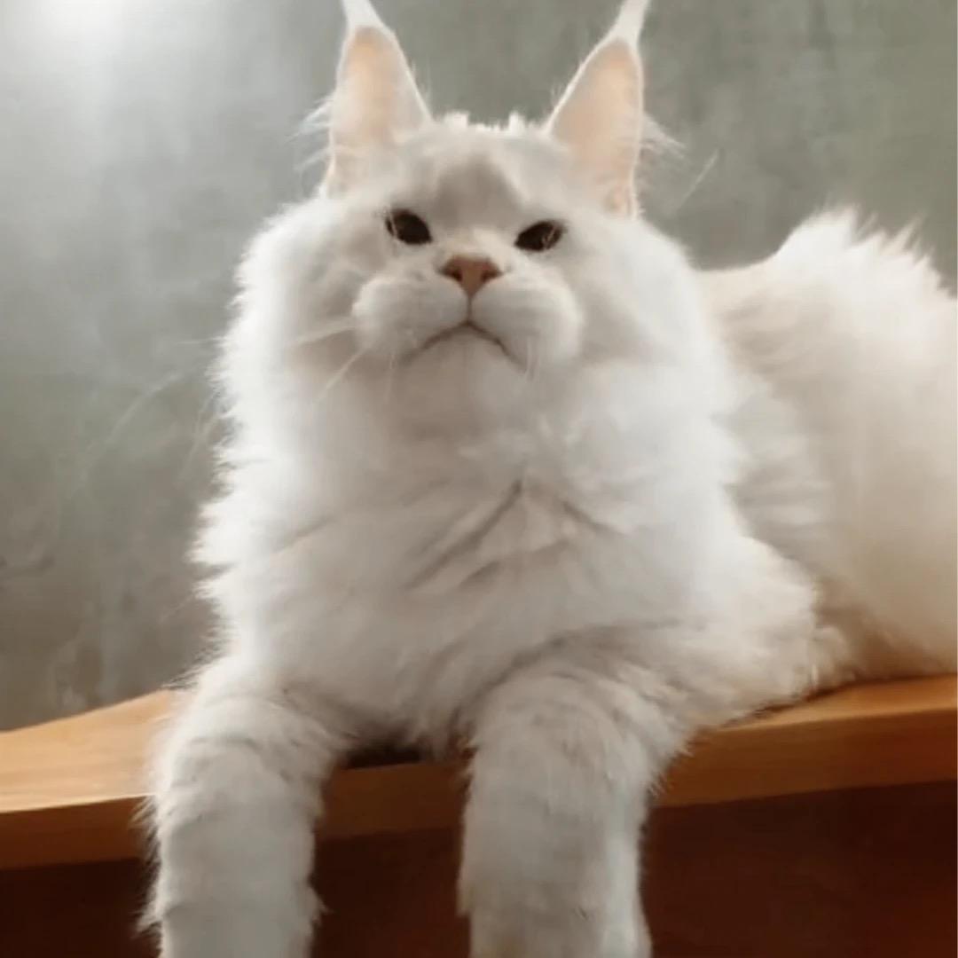 品曼宠物大盈盈缅因猫