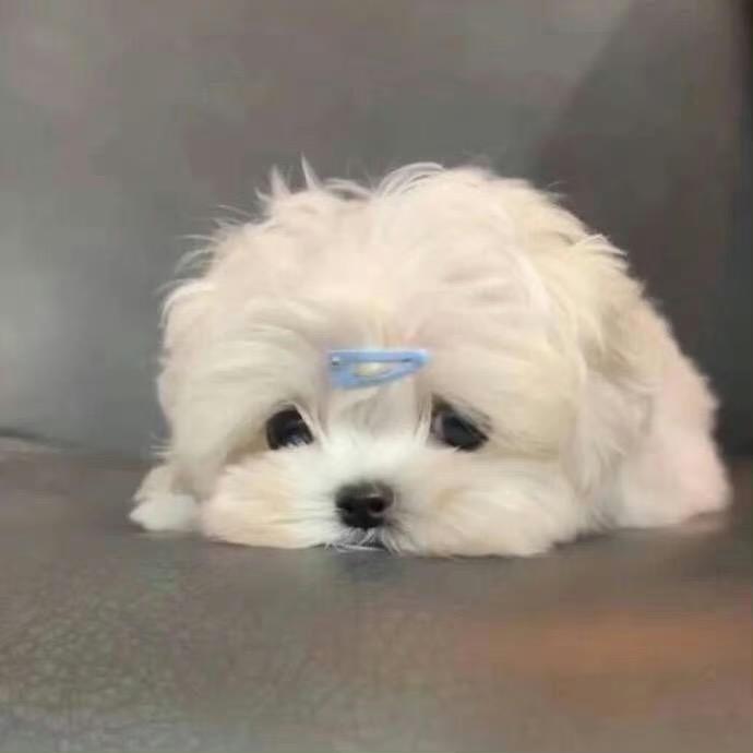 小了个曼曼