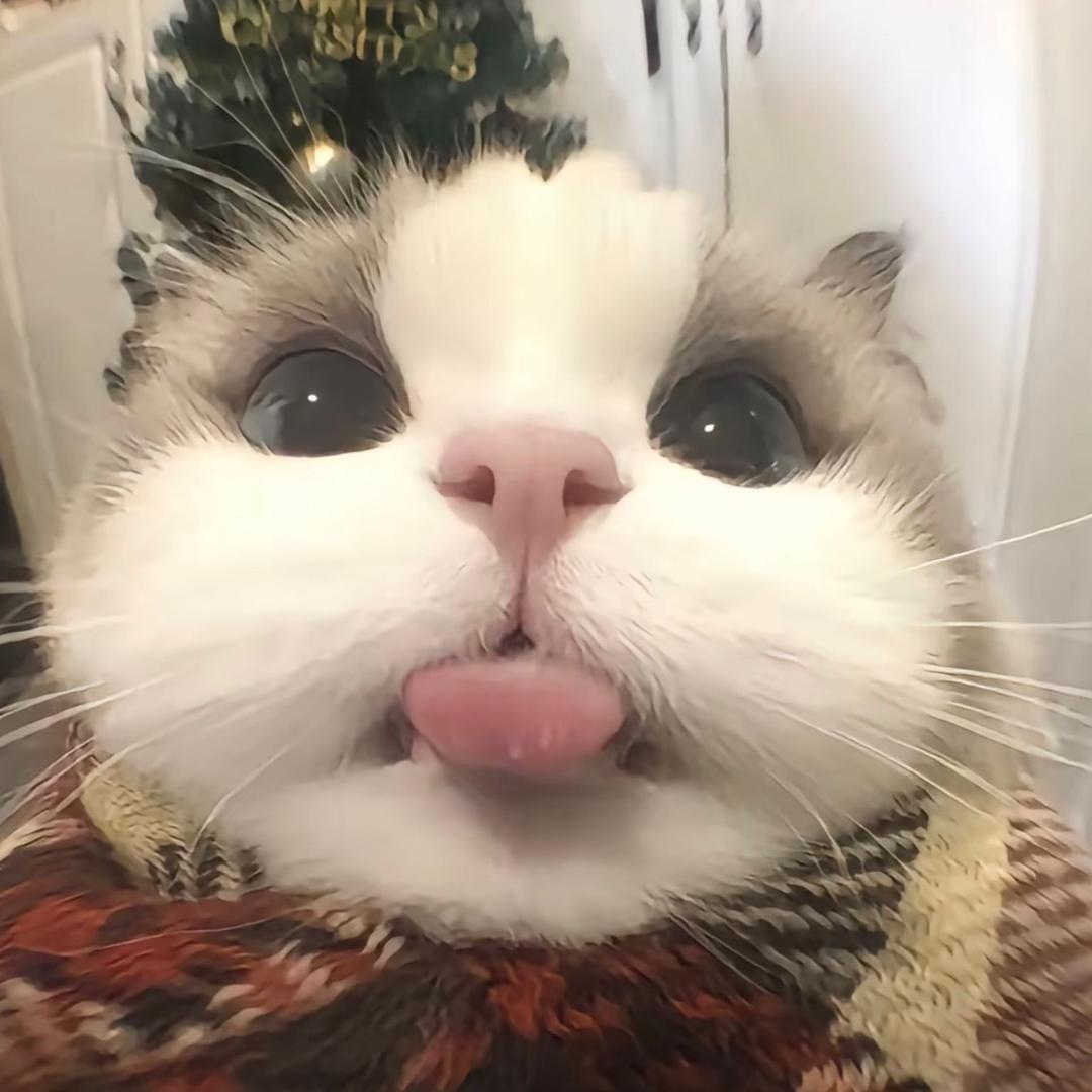 小柔听雪🐾