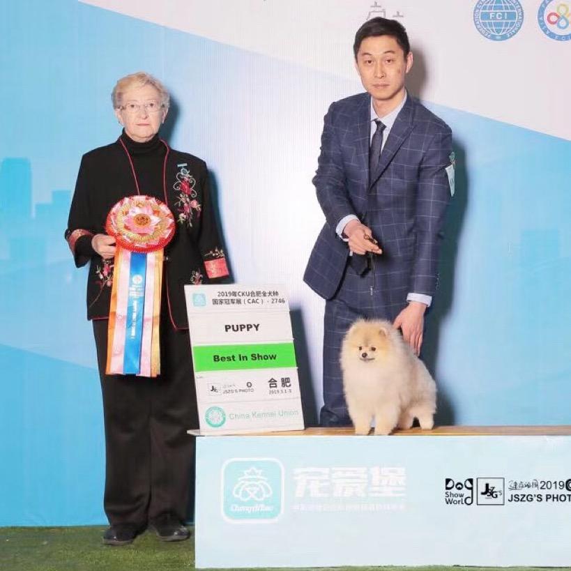 淮安金宝家博美犬