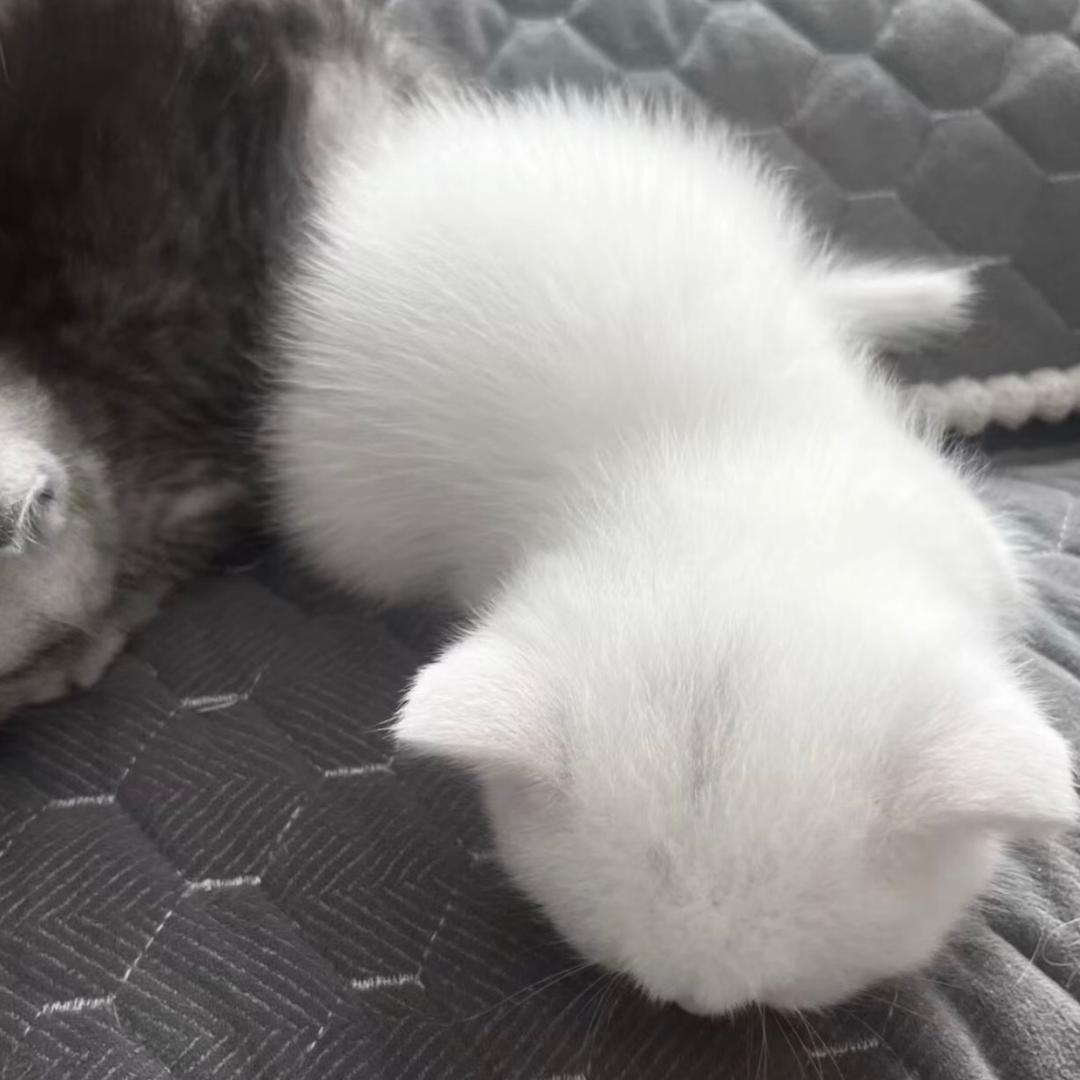 辣味鸡