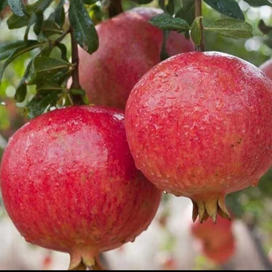 正硕果树苗木专营店