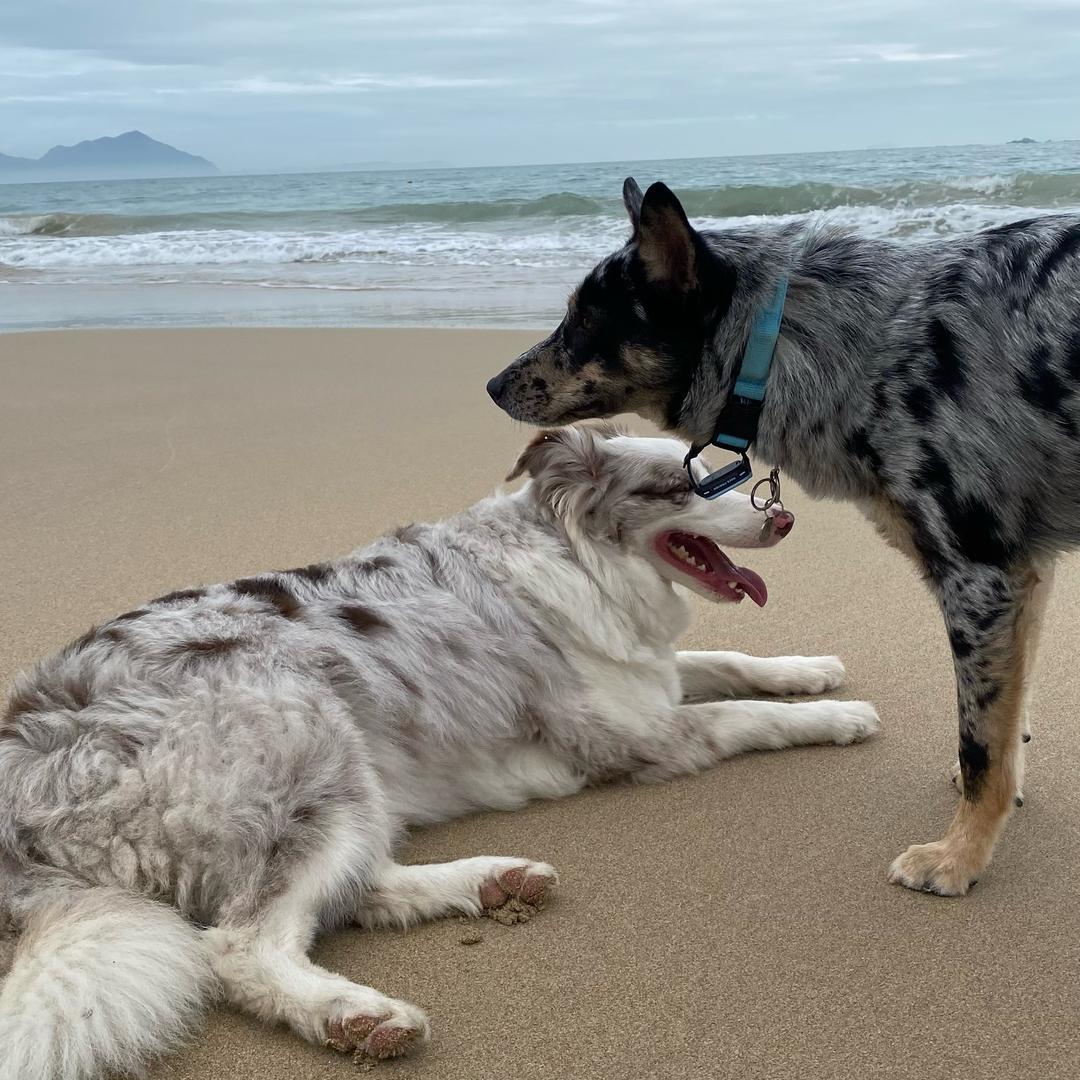 圆圆儿子叫花花