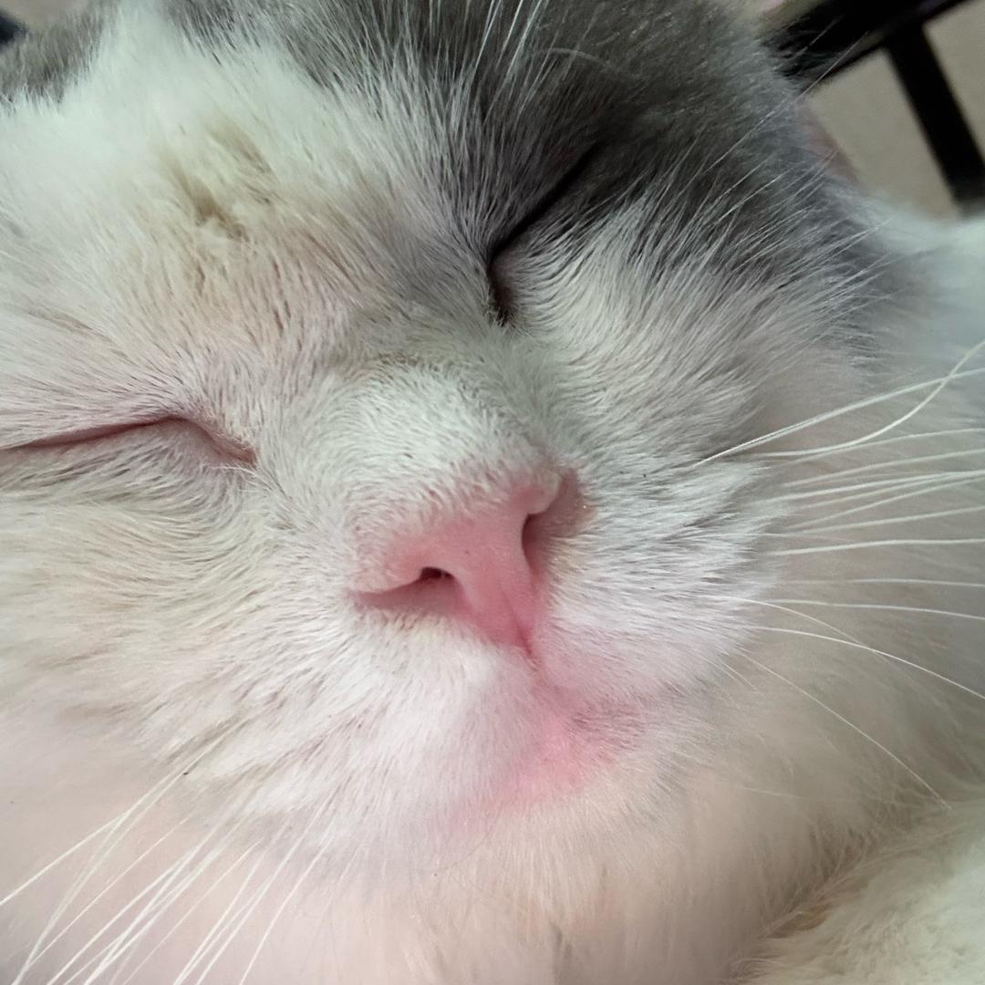 摸泪圣手（红色张飞）