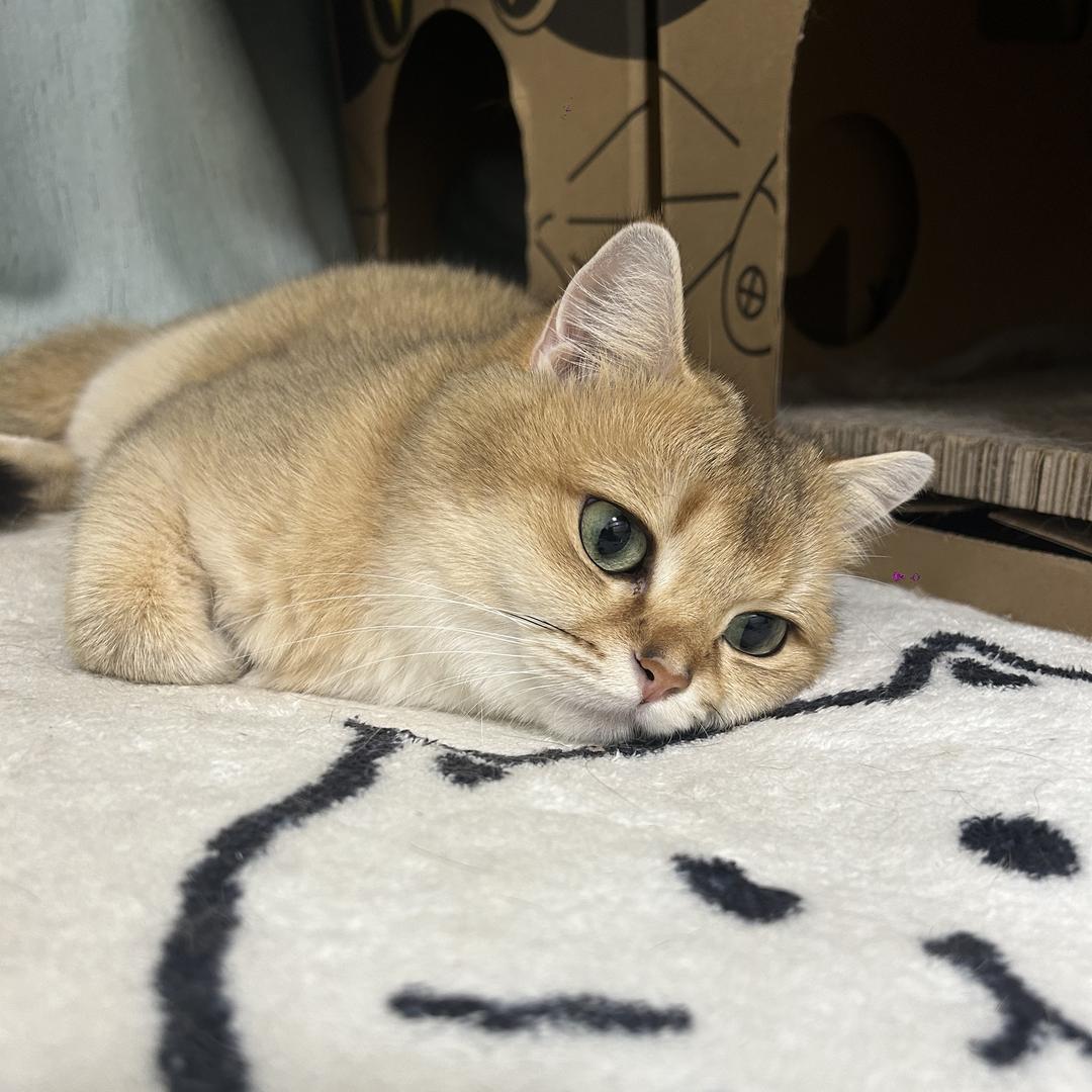 莹莹好物指南①