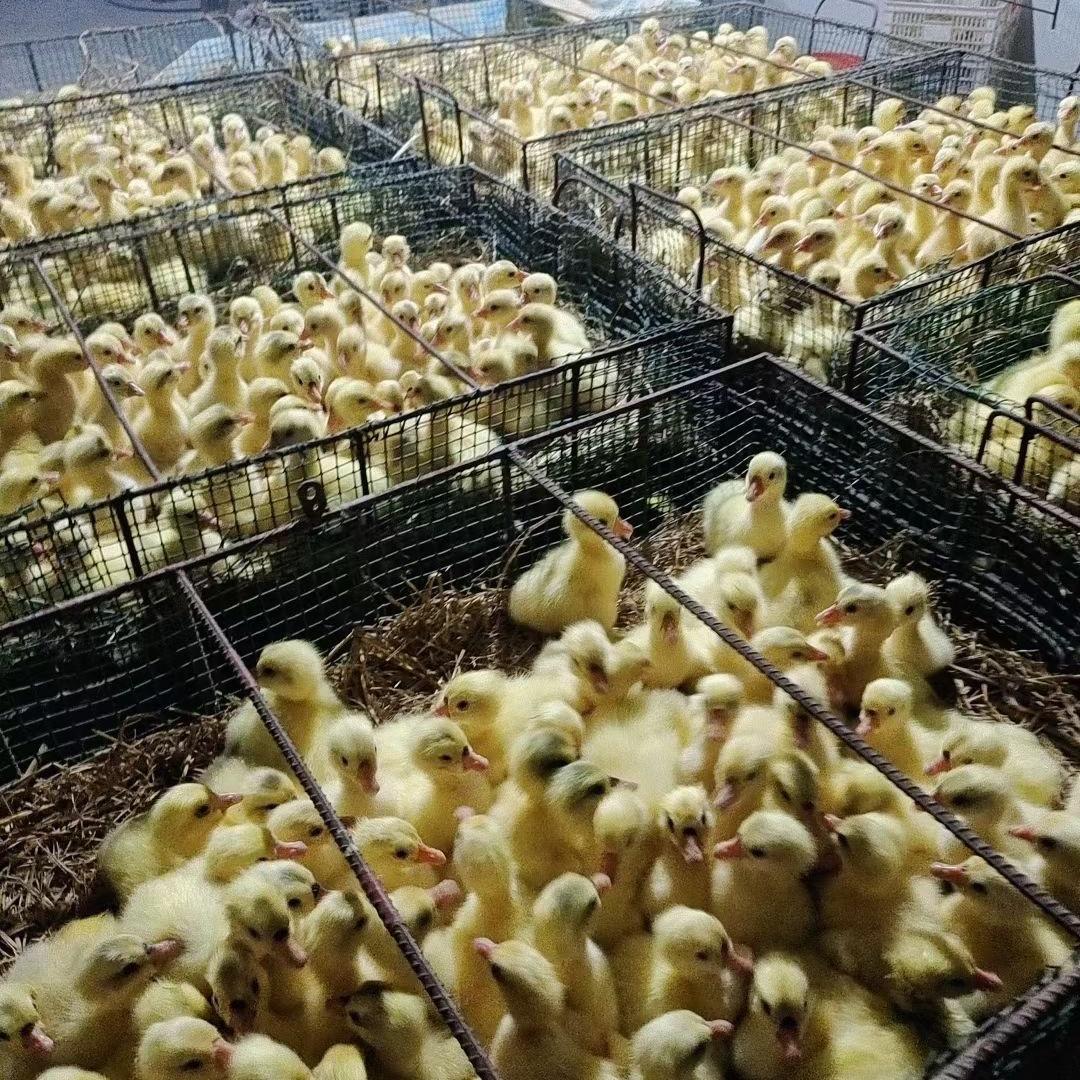 河南省领胜鹅苗孵化厂