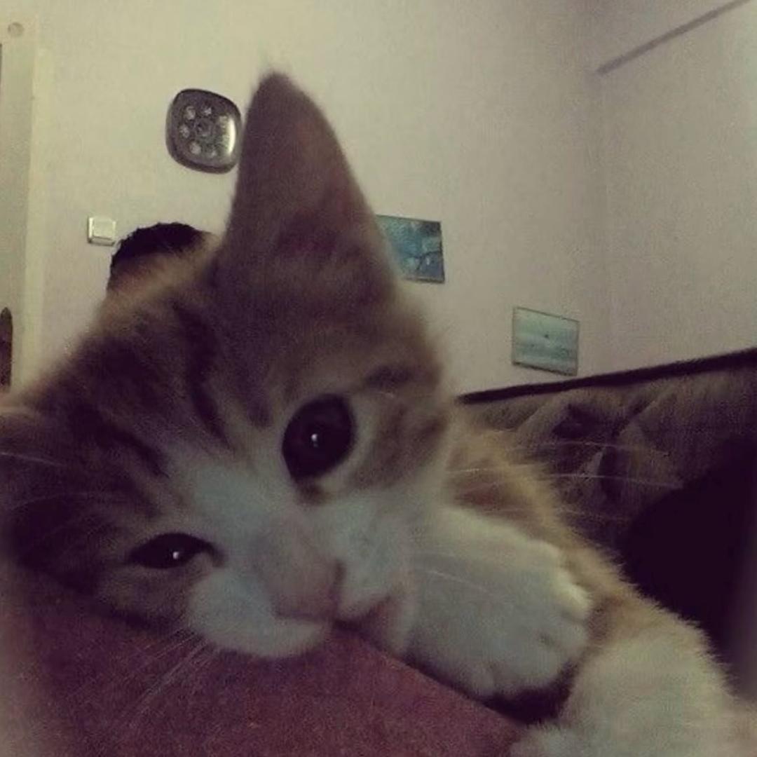 番薯小猫^