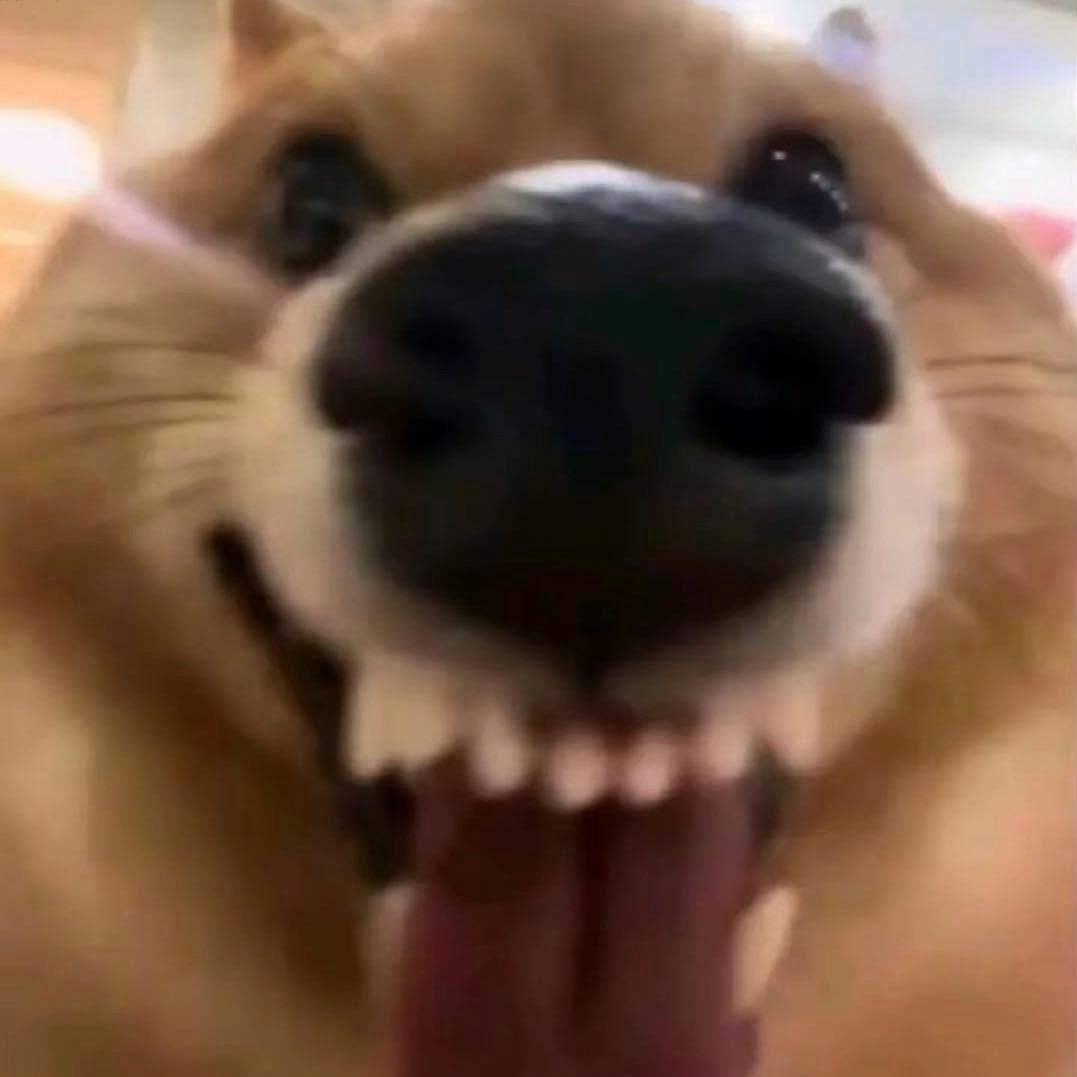 我也爱吃大番茄