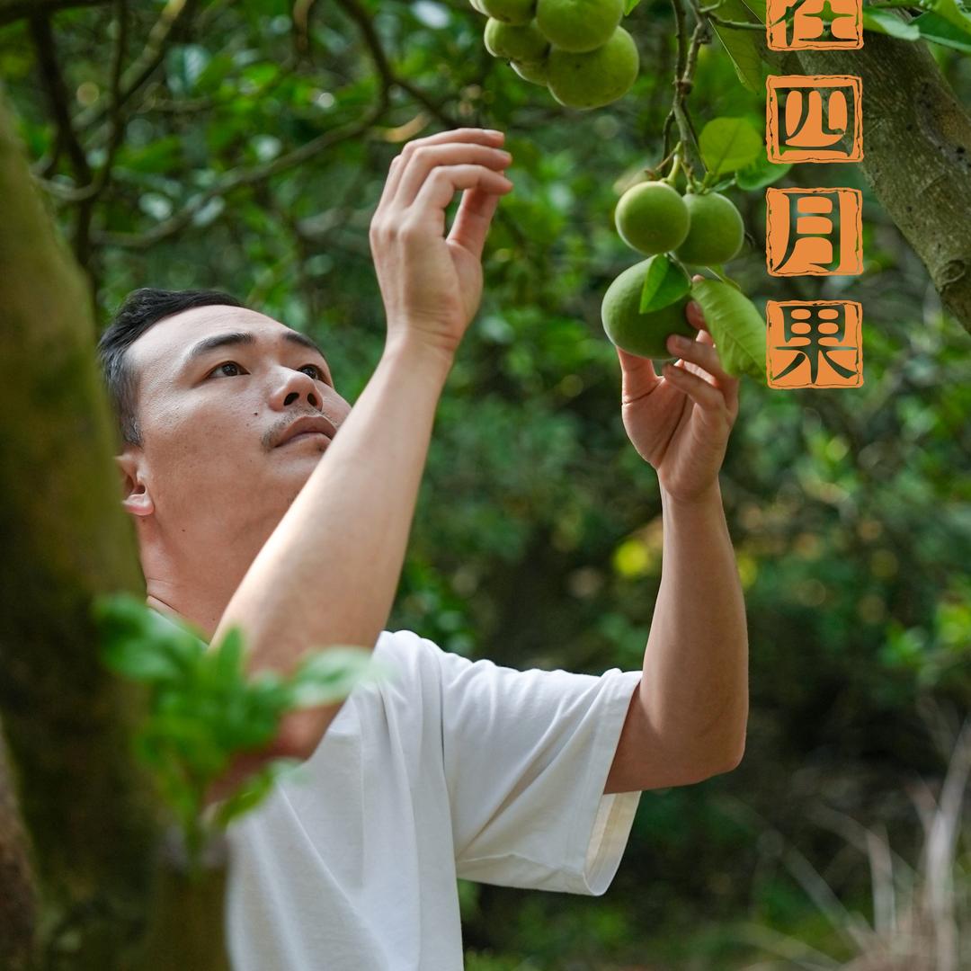 橘林堂化州橘红