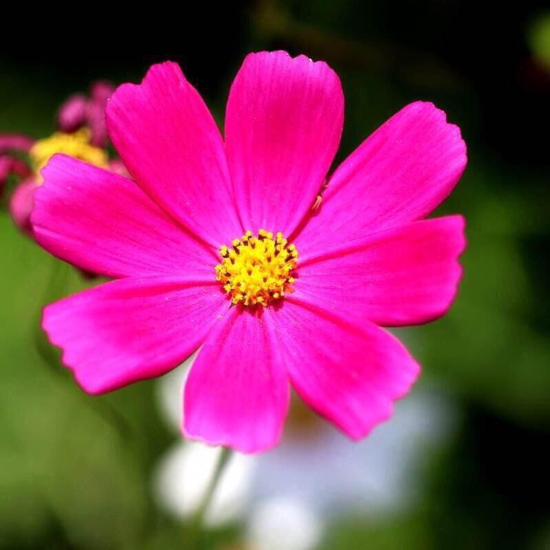 🌼清🌼晨
