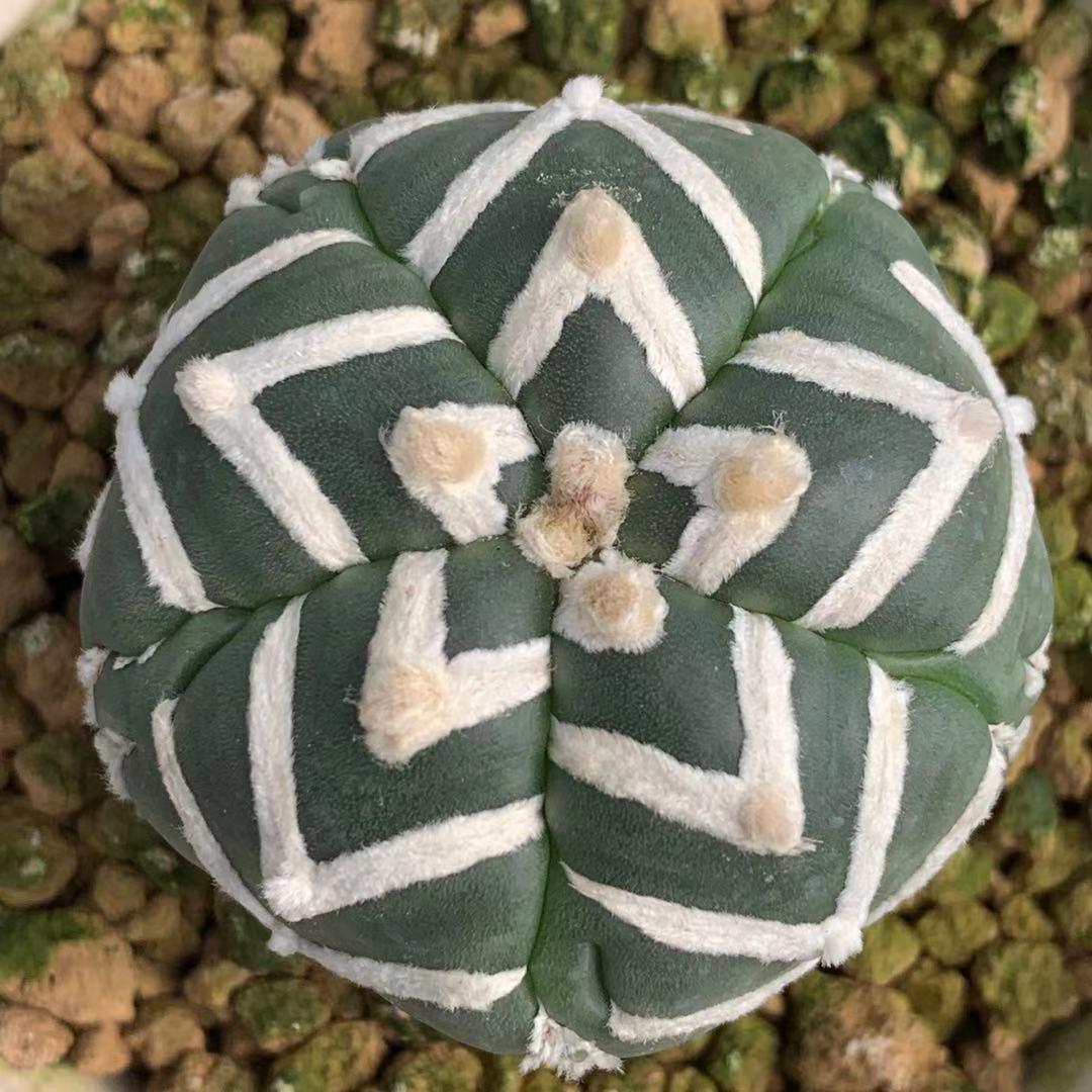 百卉植物园