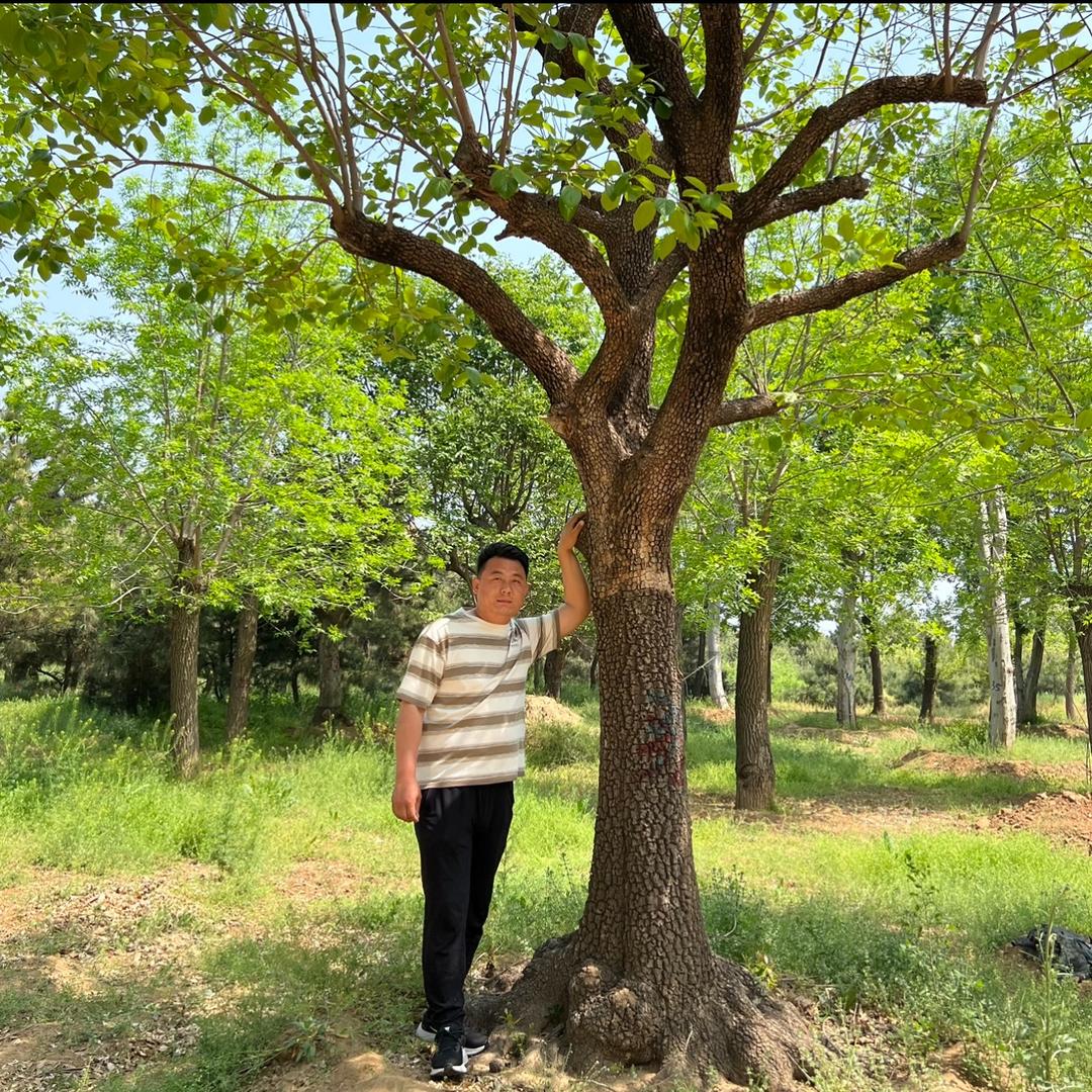 山东小赵盆景园艺