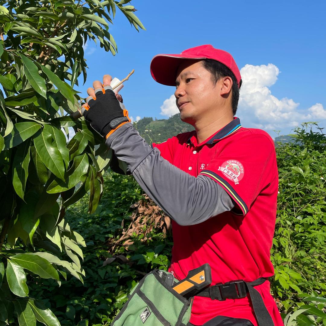 东荔王-珍稀荔枝苗