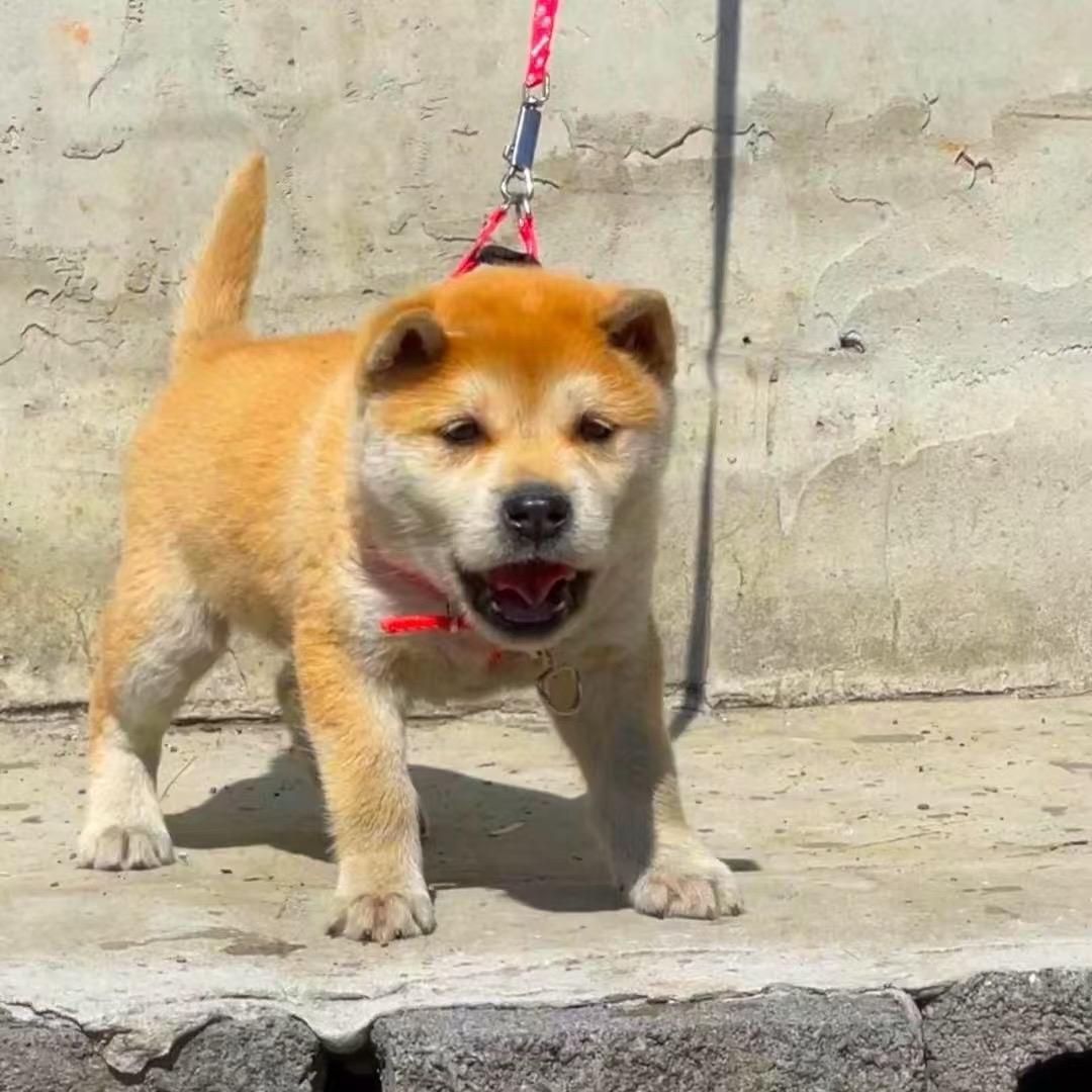 老杨土猎