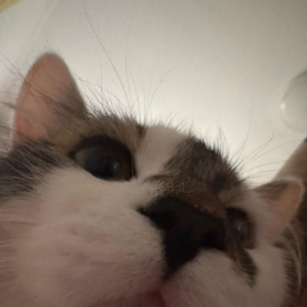 阿狸狸狸狸狸