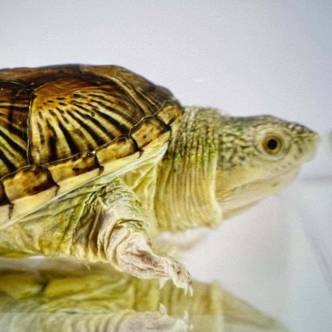 钱大鳄龟鳖养殖场