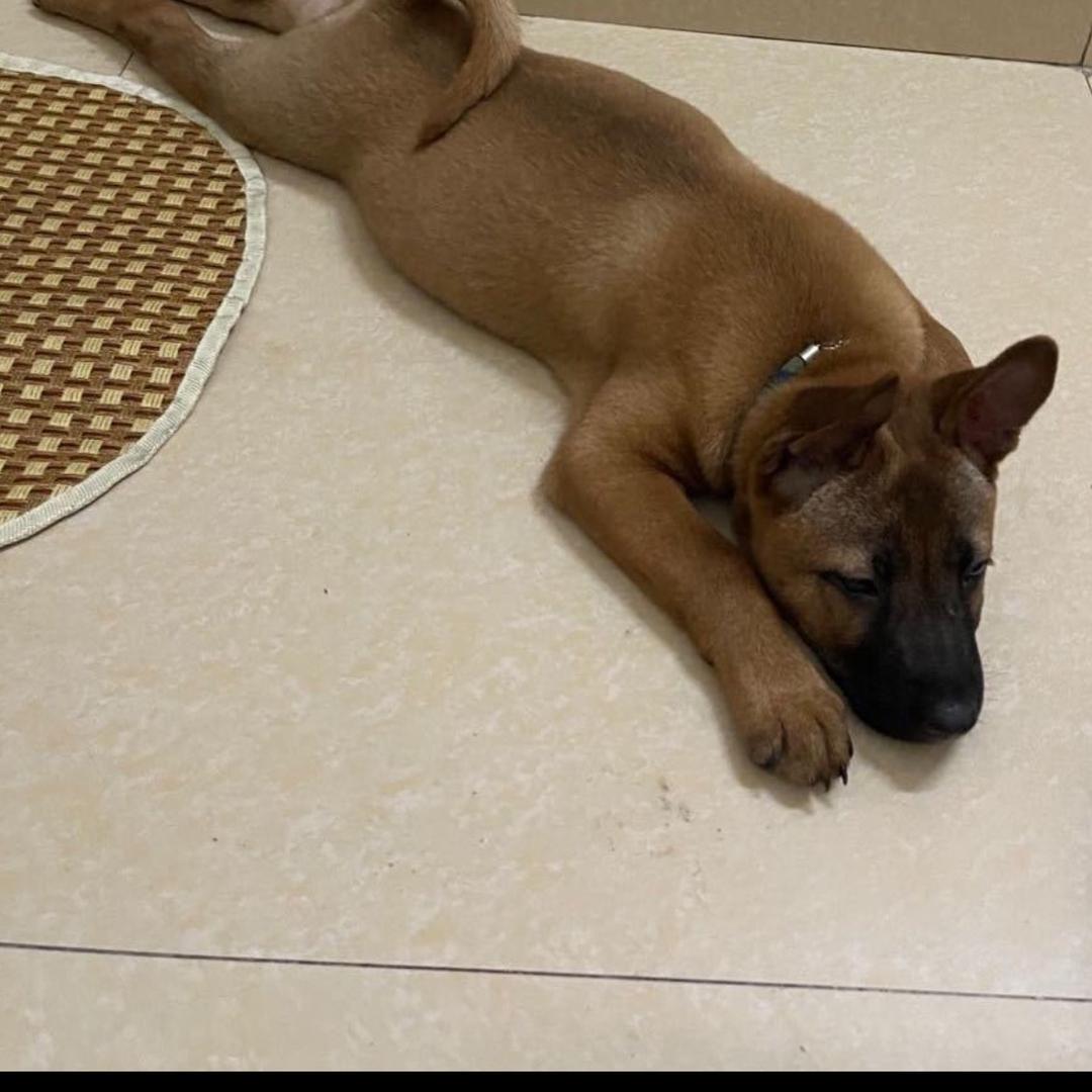 二狗，是只土狗