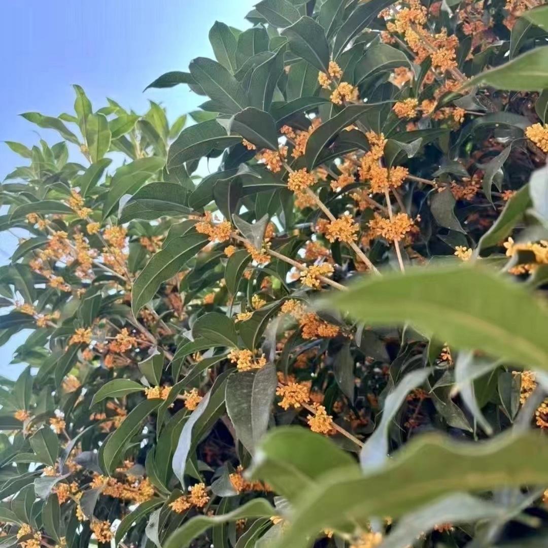 幽梦