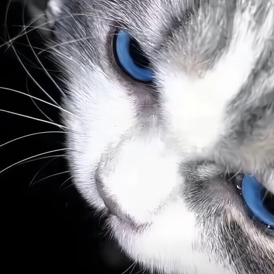 灰灰