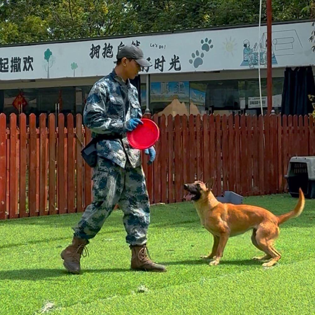 东营训犬～大华