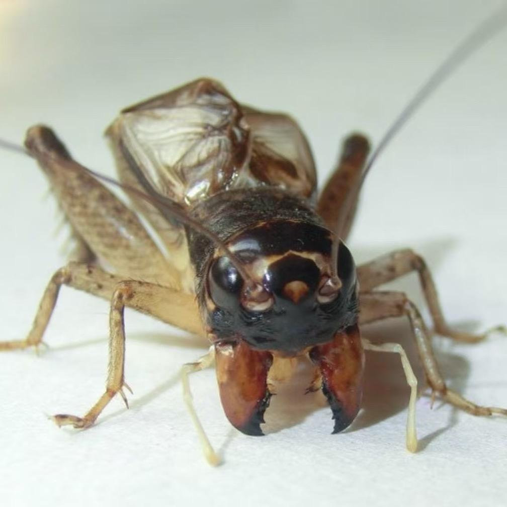 乐陵蛐蛐🦗