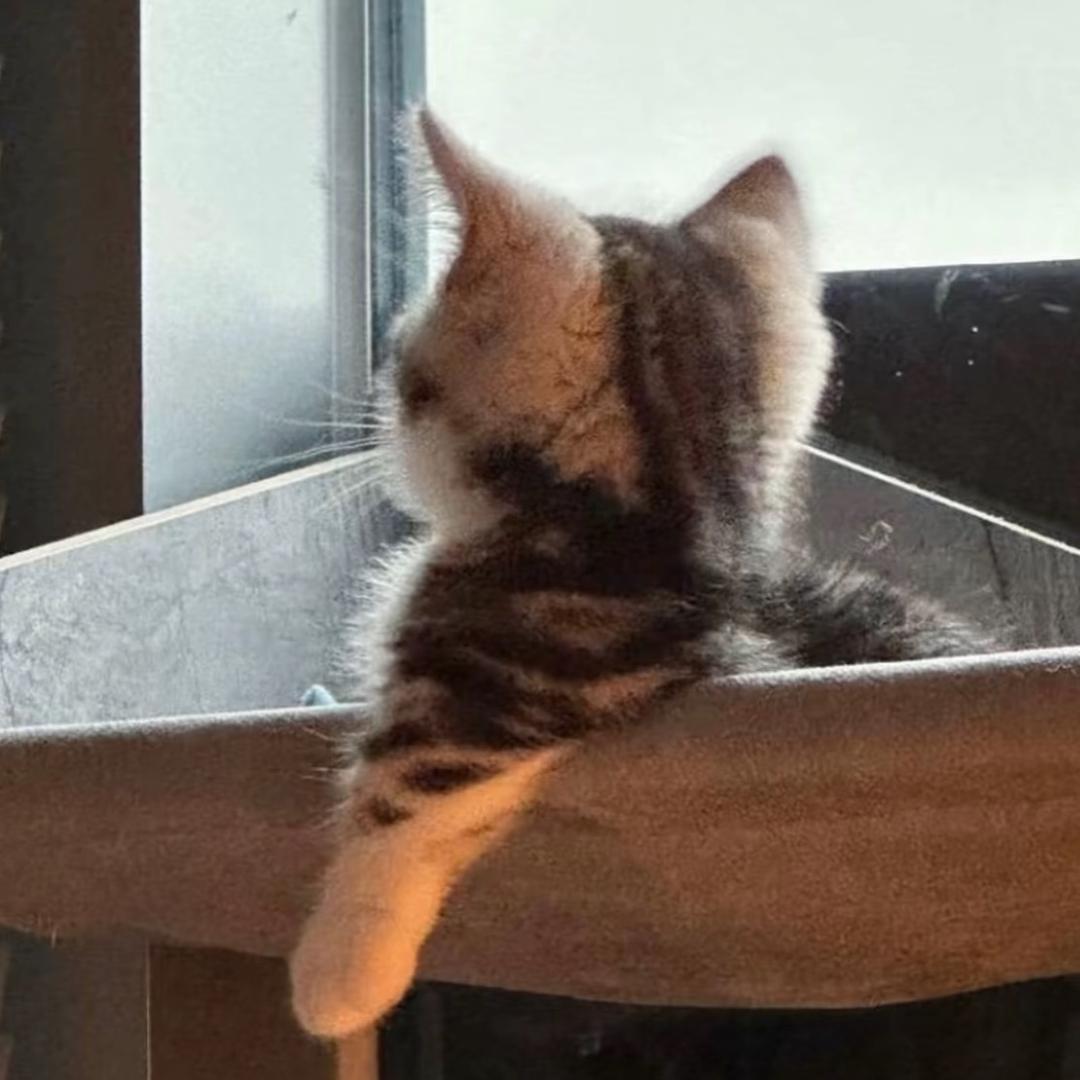 想当一只猫