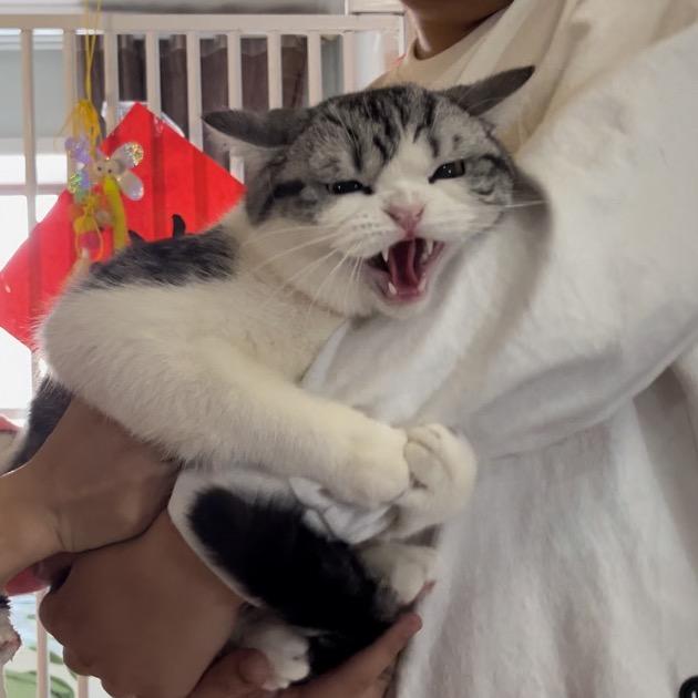 暴躁小猫🐈