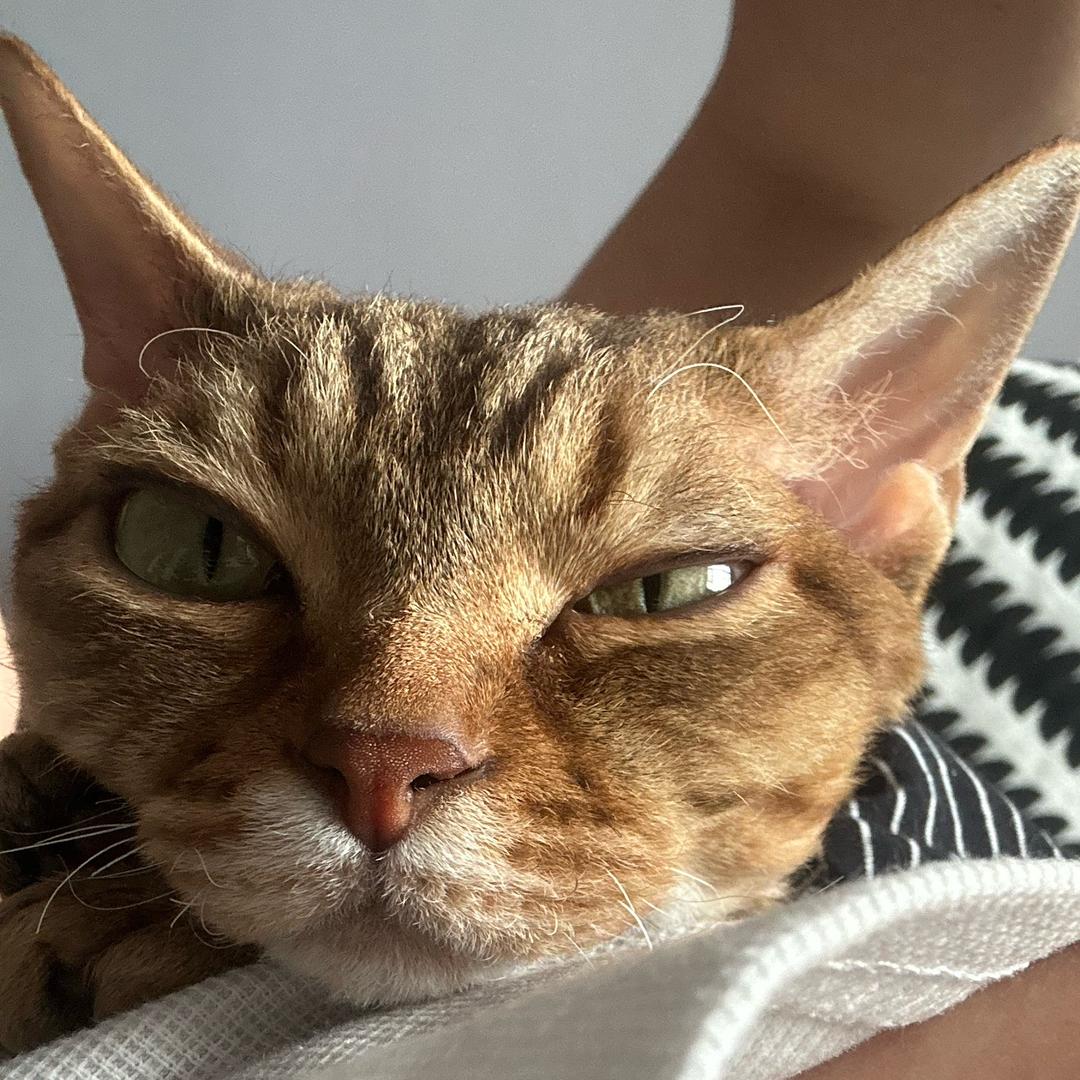 小咪🐱