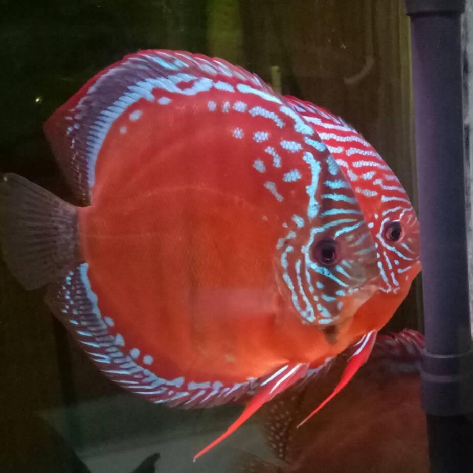 异彩阁南美水族