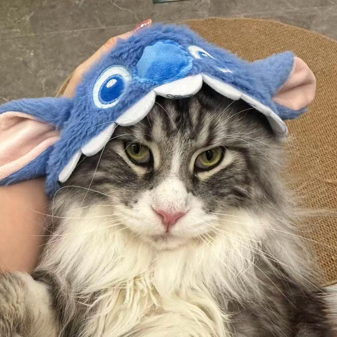 小乖是只缅因猫