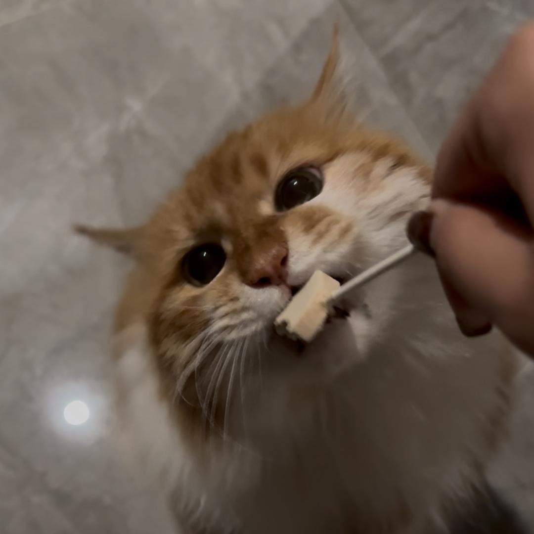 减肥要少喝冰阔落的meow 🐈