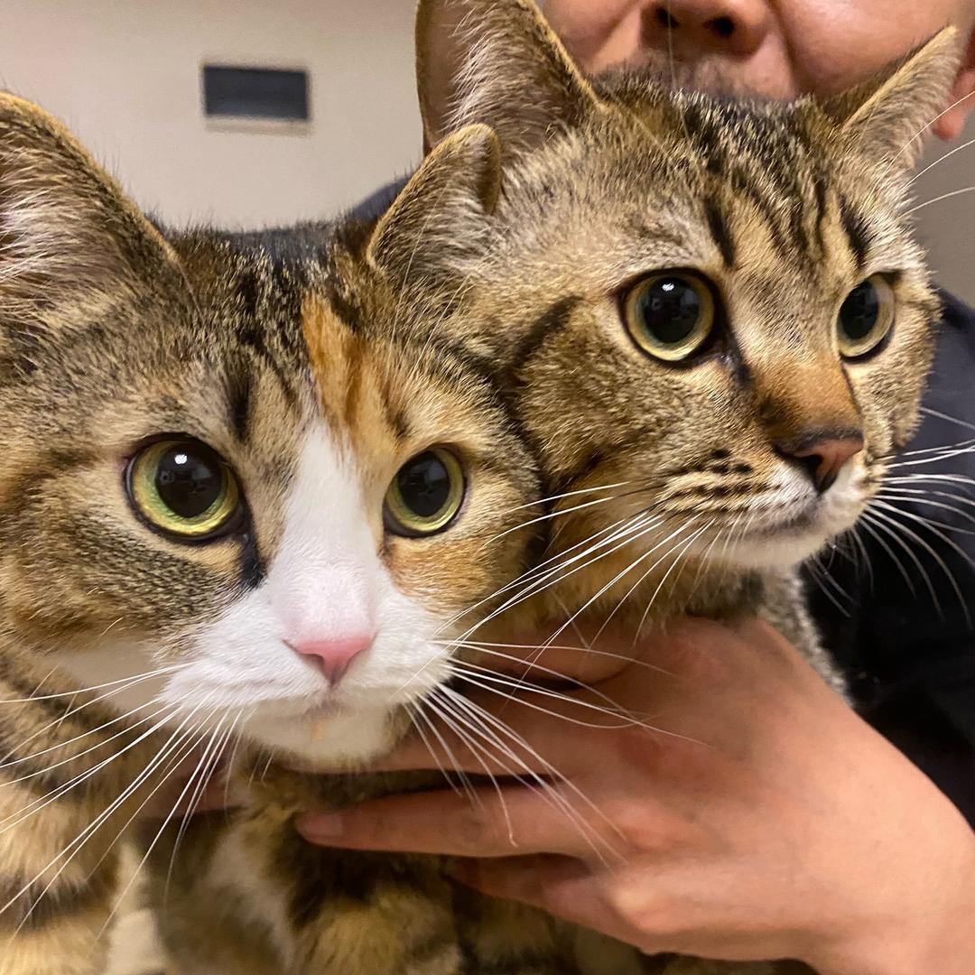 大馋猫琉璃
