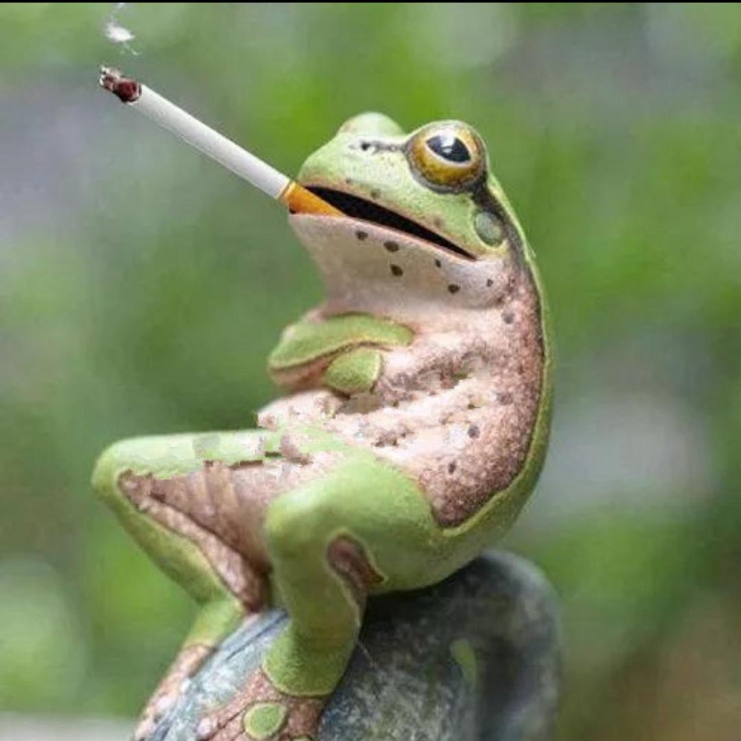 ✨🐸坐井说天闊