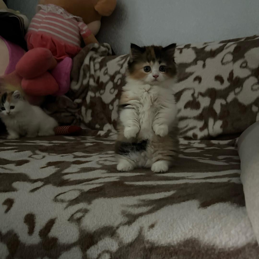 打工赚钱养小猫